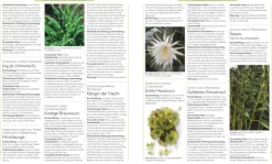 Dorling Kindersley Verlag Gesundheit-Das große Lexikon der Heilpflanzen