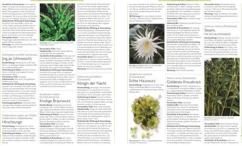 Dorling Kindersley Verlag Gesundheit-Das große Lexikon der Heilpflanzen