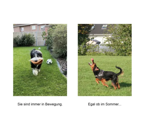 DuMont Buchverlag GmbH Nach Zielgruppen*Der herabschauende Hund