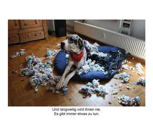 DuMont Buchverlag GmbH Nach Zielgruppen*Der herabschauende Hund