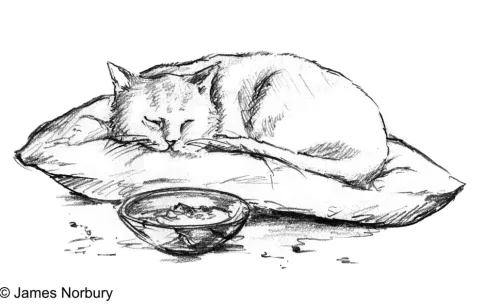 Goldmann Verlag Märchen & Sagen*Die Katze, die nach Weisheit sucht