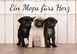 Ein Mops fürs Herz (Wandkalender immerwährend DIN A4 quer)*Calvendo New