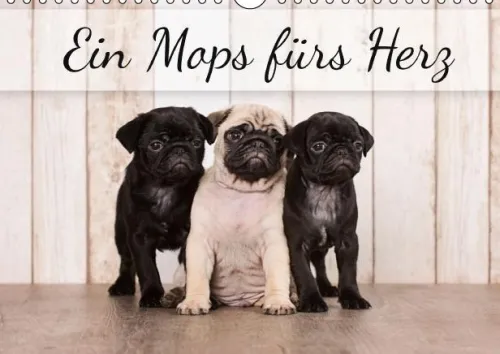 Ein Mops fürs Herz (Wandkalender immerwährend DIN A4 quer)*Calvendo New