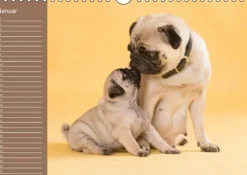 Ein Mops fürs Herz (Wandkalender immerwährend DIN A4 quer)*Calvendo New