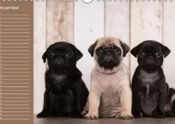 Ein Mops fürs Herz (Wandkalender immerwährend DIN A4 quer)*Calvendo New