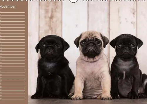 Ein Mops fürs Herz (Wandkalender immerwährend DIN A4 quer)*Calvendo New