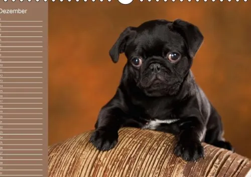 Ein Mops fürs Herz (Wandkalender immerwährend DIN A4 quer)*Calvendo New