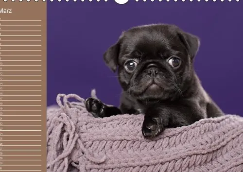 Ein Mops fürs Herz (Wandkalender immerwährend DIN A4 quer)*Calvendo New
