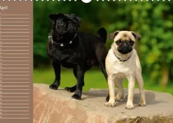 Ein Mops fürs Herz (Wandkalender immerwährend DIN A4 quer)*Calvendo New