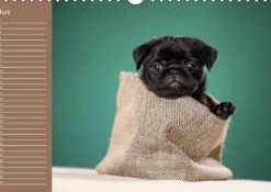 Ein Mops fürs Herz (Wandkalender immerwährend DIN A4 quer)*Calvendo New