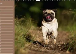 Ein Mops fürs Herz (Wandkalender immerwährend DIN A4 quer)*Calvendo New