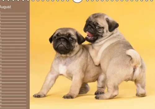 Ein Mops fürs Herz (Wandkalender immerwährend DIN A4 quer)*Calvendo New