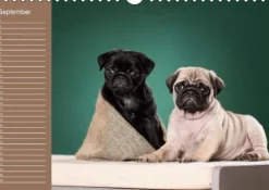 Ein Mops fürs Herz (Wandkalender immerwährend DIN A4 quer)*Calvendo New