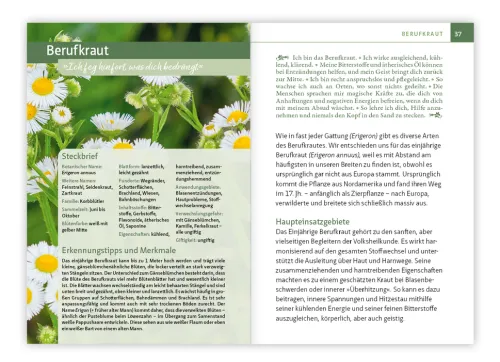 Essbare Heilkräuter und Wildpflanzen. Kompakt-Ratgeber*Mankau Verlag Outlet