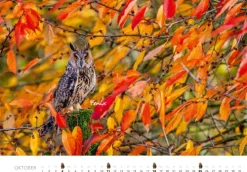 Heel Verlag GmbH Wandkalender*Eulen Kalender 2026