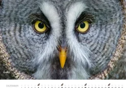 Heel Verlag GmbH Wandkalender*Eulen Kalender 2026