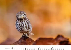 Heel Verlag GmbH Wandkalender*Eulen Kalender 2026