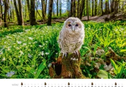 Heel Verlag GmbH Wandkalender*Eulen Kalender 2026
