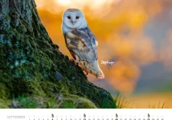 Heel Verlag GmbH Wandkalender*Eulen Kalender 2026