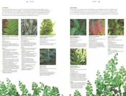 Haupt Verlag AG Biologie-Farne