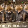 Calvendo Wandkalender-Füchse in freier Natur (Wandkalender 2026 DIN A4 quer), Monatskalender