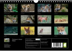 Calvendo Wandkalender-Füchse in freier Natur (Wandkalender 2026 DIN A4 quer), Monatskalender