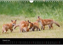 Calvendo Wandkalender-Füchse in freier Natur (Wandkalender 2026 DIN A4 quer), Monatskalender
