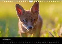 Calvendo Wandkalender-Füchse in freier Natur (Wandkalender 2026 DIN A4 quer), Monatskalender