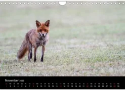 Calvendo Wandkalender-Füchse in freier Natur (Wandkalender 2026 DIN A4 quer), Monatskalender