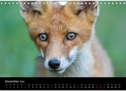 Calvendo Wandkalender-Füchse in freier Natur (Wandkalender 2026 DIN A4 quer), Monatskalender