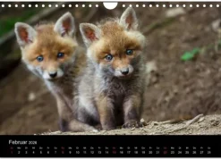 Calvendo Wandkalender-Füchse in freier Natur (Wandkalender 2026 DIN A4 quer), Monatskalender