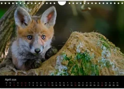 Calvendo Wandkalender-Füchse in freier Natur (Wandkalender 2026 DIN A4 quer), Monatskalender