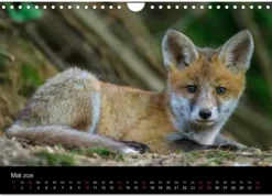 Calvendo Wandkalender-Füchse in freier Natur (Wandkalender 2026 DIN A4 quer), Monatskalender