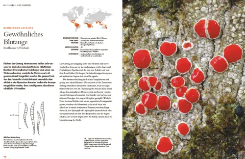 Haupt Verlag AG Biologie-Flechten