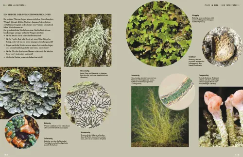 Haupt Verlag AG Biologie-Flechten