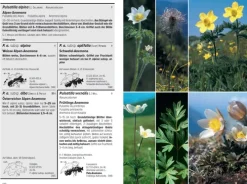 Haupt Verlag AG Biologie-Flora Helvetica - Illustrierte Flora der Schweiz