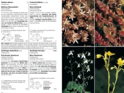 Haupt Verlag AG Biologie-Flora Helvetica - Illustrierte Flora der Schweiz