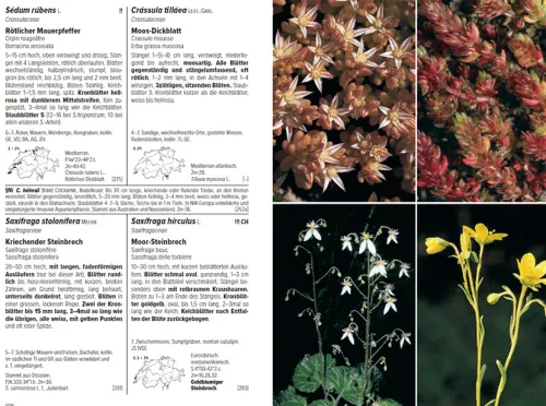 Haupt Verlag AG Biologie-Flora Helvetica - Illustrierte Flora der Schweiz