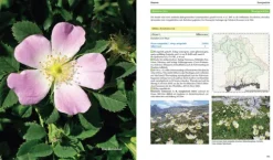 Flora von Bayern*Haupt Verlag AG Best