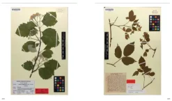 Flora von Bayern*Haupt Verlag AG Best