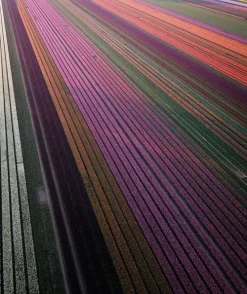 teNeues Verlag GmbH Architektur & Wohnen-Floramour: Tulpen