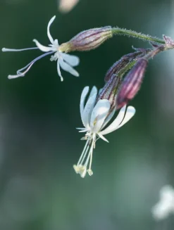 teNeues Verlag GmbH Architektur & Wohnen*Floramour: Wildblumen