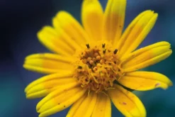 teNeues Verlag GmbH Architektur & Wohnen*Floramour: Wildblumen