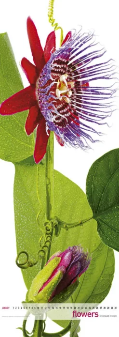 Edition Panorama GmbH Immerwährender Kalender-Flowers