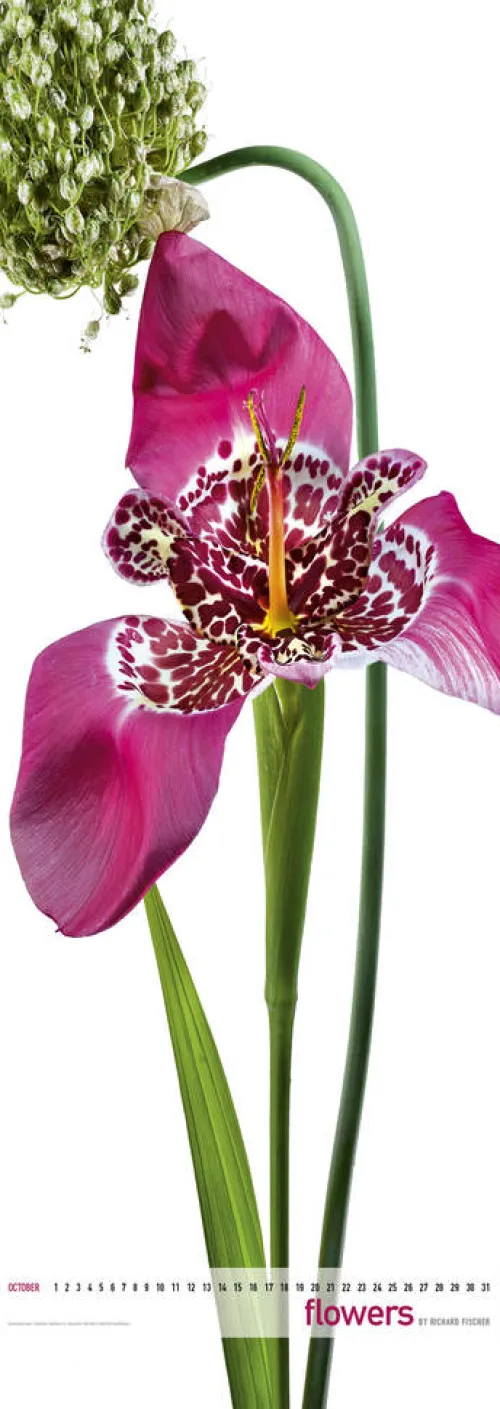 Edition Panorama GmbH Immerwährender Kalender-Flowers