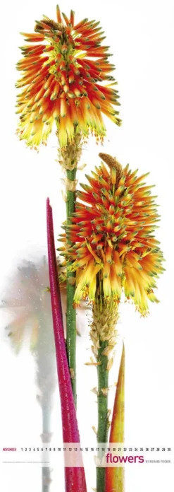 Edition Panorama GmbH Immerwährender Kalender-Flowers