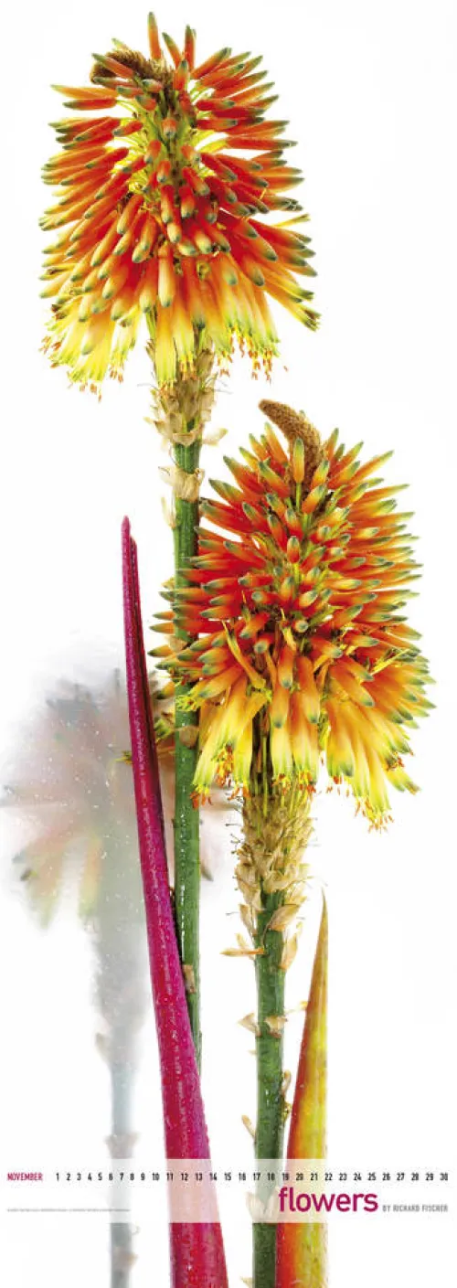 Edition Panorama GmbH Immerwährender Kalender-Flowers