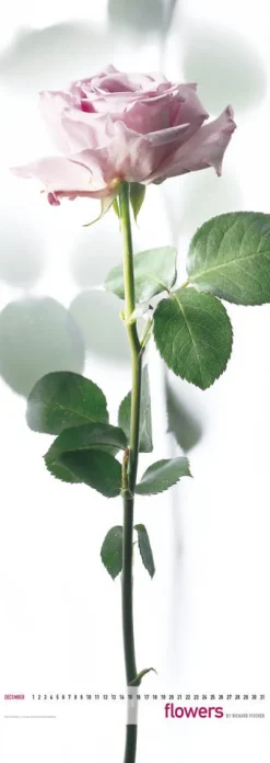 Edition Panorama GmbH Immerwährender Kalender-Flowers