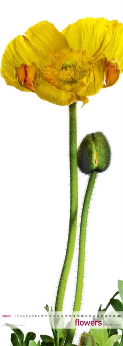 Edition Panorama GmbH Immerwährender Kalender-Flowers