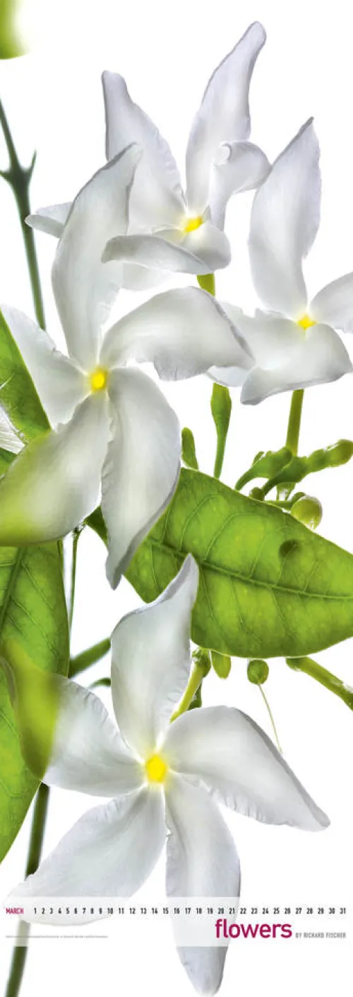 Edition Panorama GmbH Immerwährender Kalender-Flowers